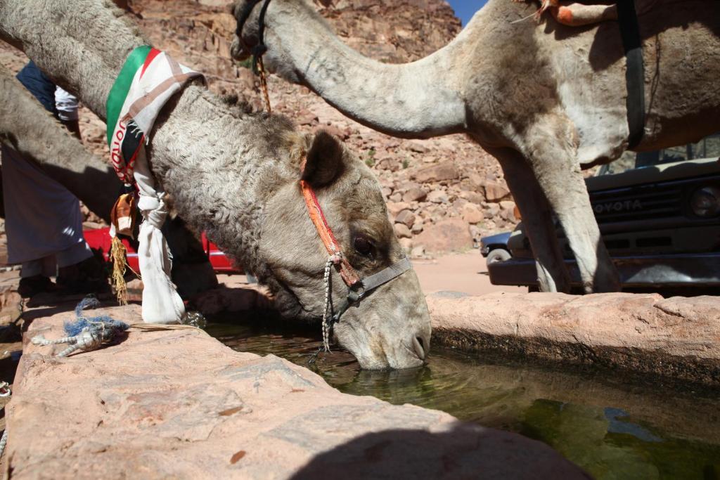 Bedouin Expedition Wadi Rum Ngoại thất bức ảnh