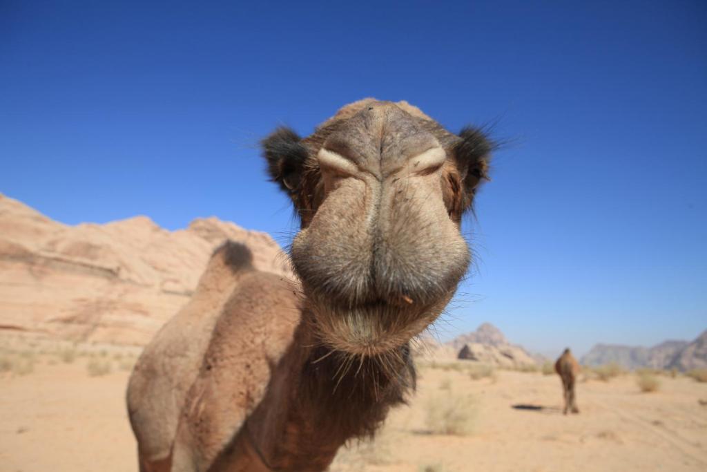 Bedouin Expedition Wadi Rum Ngoại thất bức ảnh