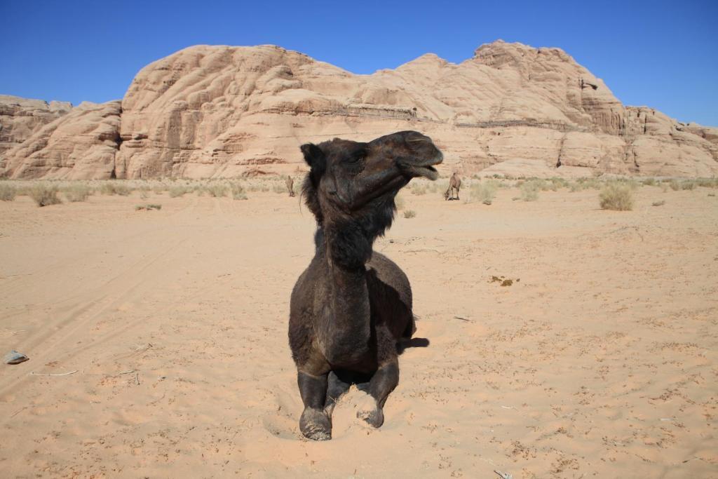 Bedouin Expedition Wadi Rum Ngoại thất bức ảnh